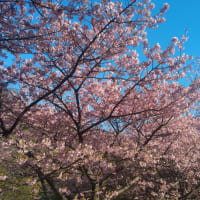 65歳にして運転免許証を自主返納