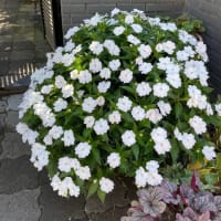 秋めいてきました