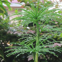 白鵬さん引退会見