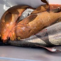 宝昌丸　6月29日の釣果