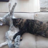 チャビとおしるこ