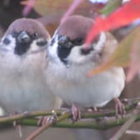 さむくなったら