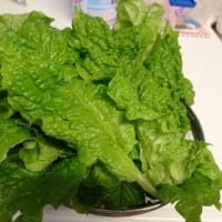 家庭菜園のその後