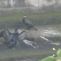 カワ鵜