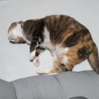 ニャンズは