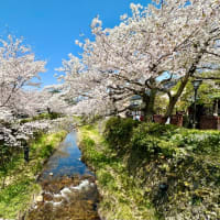 一ノ坂川の桜と抹茶アイス