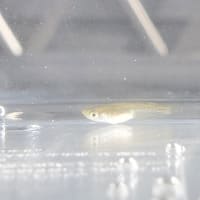 雑種になるけどお気に入りの子達