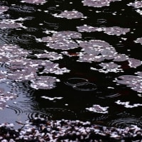 花いかだ　グーブログからお知らせ