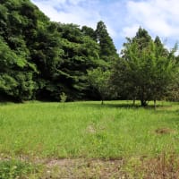 わが家の果樹園、ビワを収穫しました。