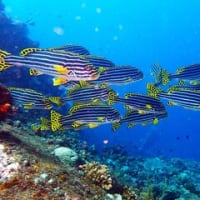 沈没船リバティ号の探索とエメラルドドロップオフ