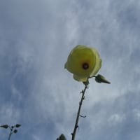 第2弾三尺ささげの花が咲きました　6日