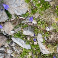 乗鞍岳の花