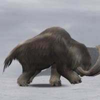 ルドロス モンスターハンター３ トライ ラリ
