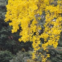 大窪寺の紅葉、平成30年11月21日