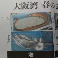 大川のヤギ達。水温上昇、魚の生態に変化（大阪湾）。