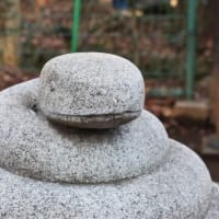 こま蛇