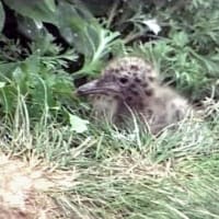 海鳥のサンクチュアリ　天売島と森林浴を楽しむメルヘンの焼尻島　３９回目　天売島