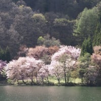 中綱湖の桜　　