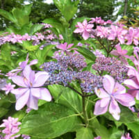 今が盛りのアジサイの花