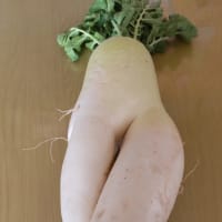 アラララ？の大根