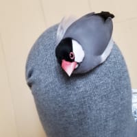 今日はこの子
