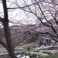 乗田養魚場の桜とエゾノリュウキンカ（北海道沙流郡日高町富岡地区）