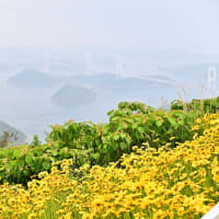 大島観光しました