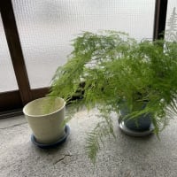 アスパラガス・ナナスを植え替える