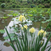 多気町「丹生大師の里の紫陽花」見てきました～(^^) 2025