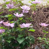 カキツバタほか庭に咲いた花