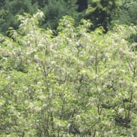 群馬県甘楽郡下仁田町の山里では、カシワバアジサイの花が咲いています