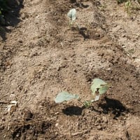 ブロッコリー植え付け