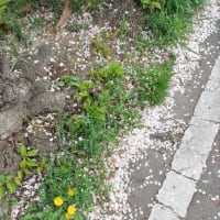 桜🌸散る!
