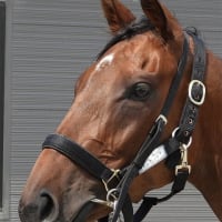 【エレガンシア】今週末にトレセン帰厩！