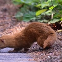 対馬で出会った鳥たち‼️   2025.4.27〜5.7    撮影