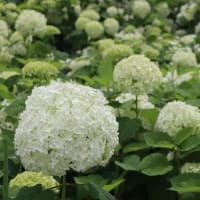権現堂公園のアジサイ