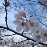 下界の桜