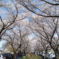 桜見物に最適の日