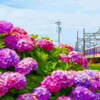 紫陽花も見納めに！