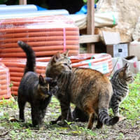 沖縄の猫たち　2024年2月　その21
