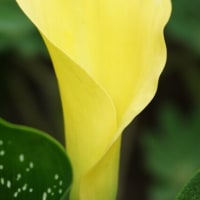 カラー　〈黄色い花〉　