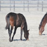「被災地の馬」