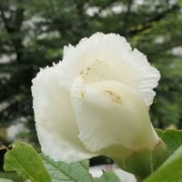 沙羅の花／夏椿