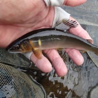 郡上2連釣初日！（７月6日釣行記）