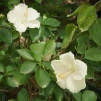 「松阪農業公園ベルファームの初夏の花」見てきました～(^^)  2025