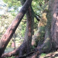 都萬神社　妻のクス