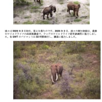 7月10日 Sheldrick Wildlife Trustからの現地報告