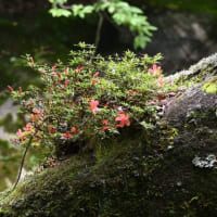 岩ツツジ（小戸名渓谷）