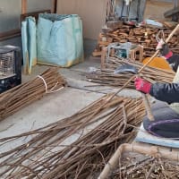 私にとって得るものの多かった楮の枝払い作業でした