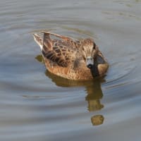 大仙公園の野鳥（２０２５年３月１０日）